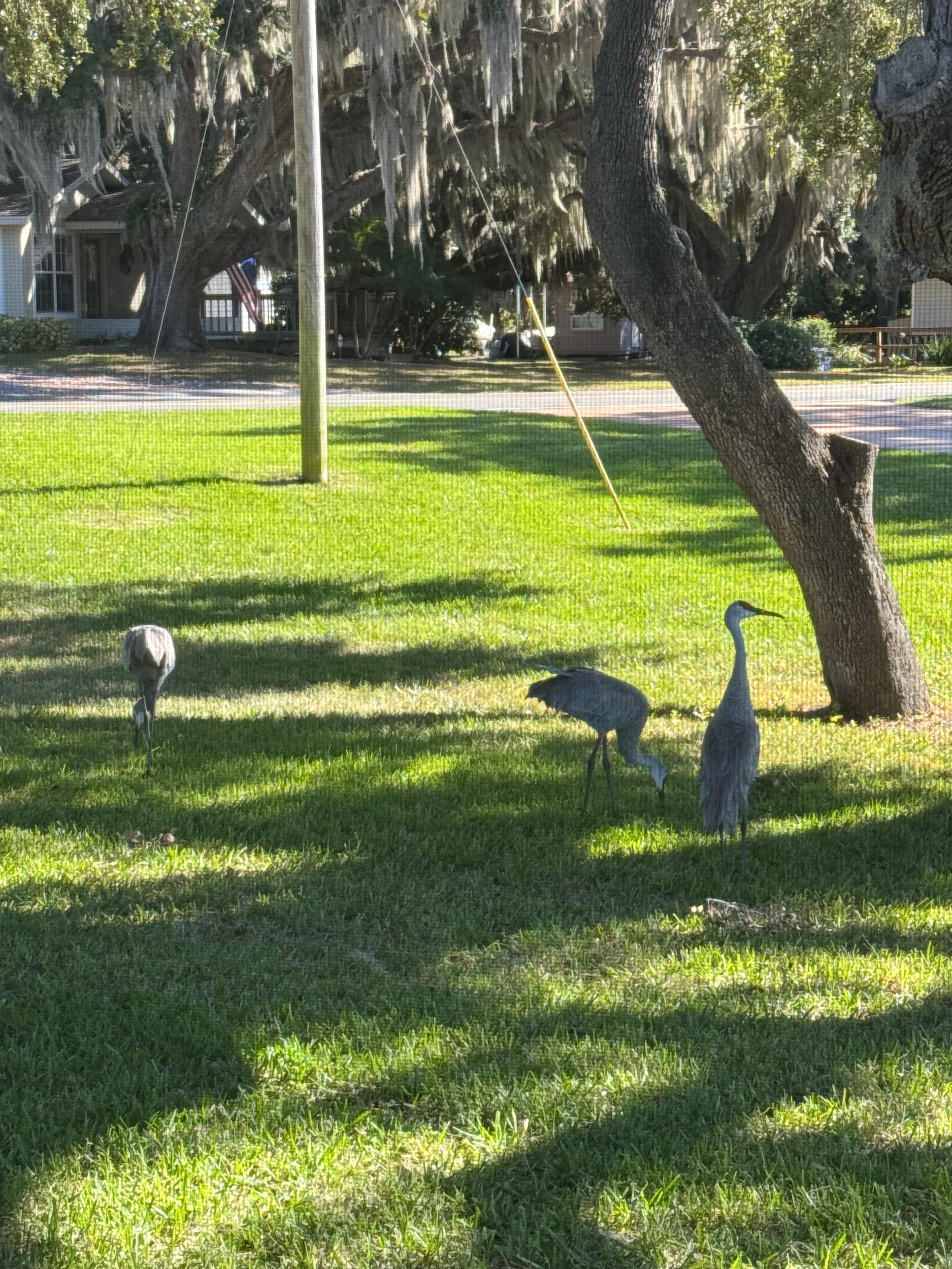 Sand cranes 