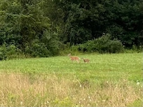 A doe with her fawn
