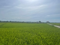 Rizières Hoi An