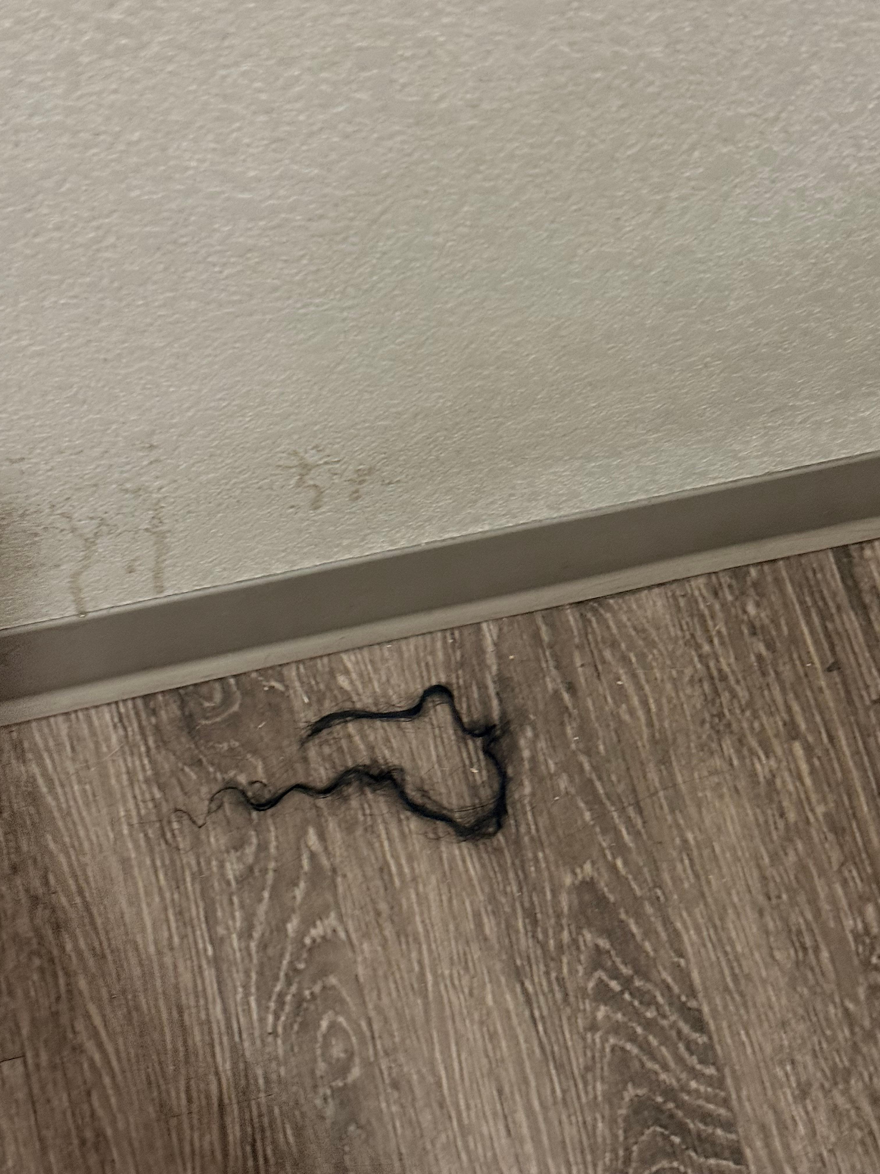 Piece of someones hair in the hallway near our room 