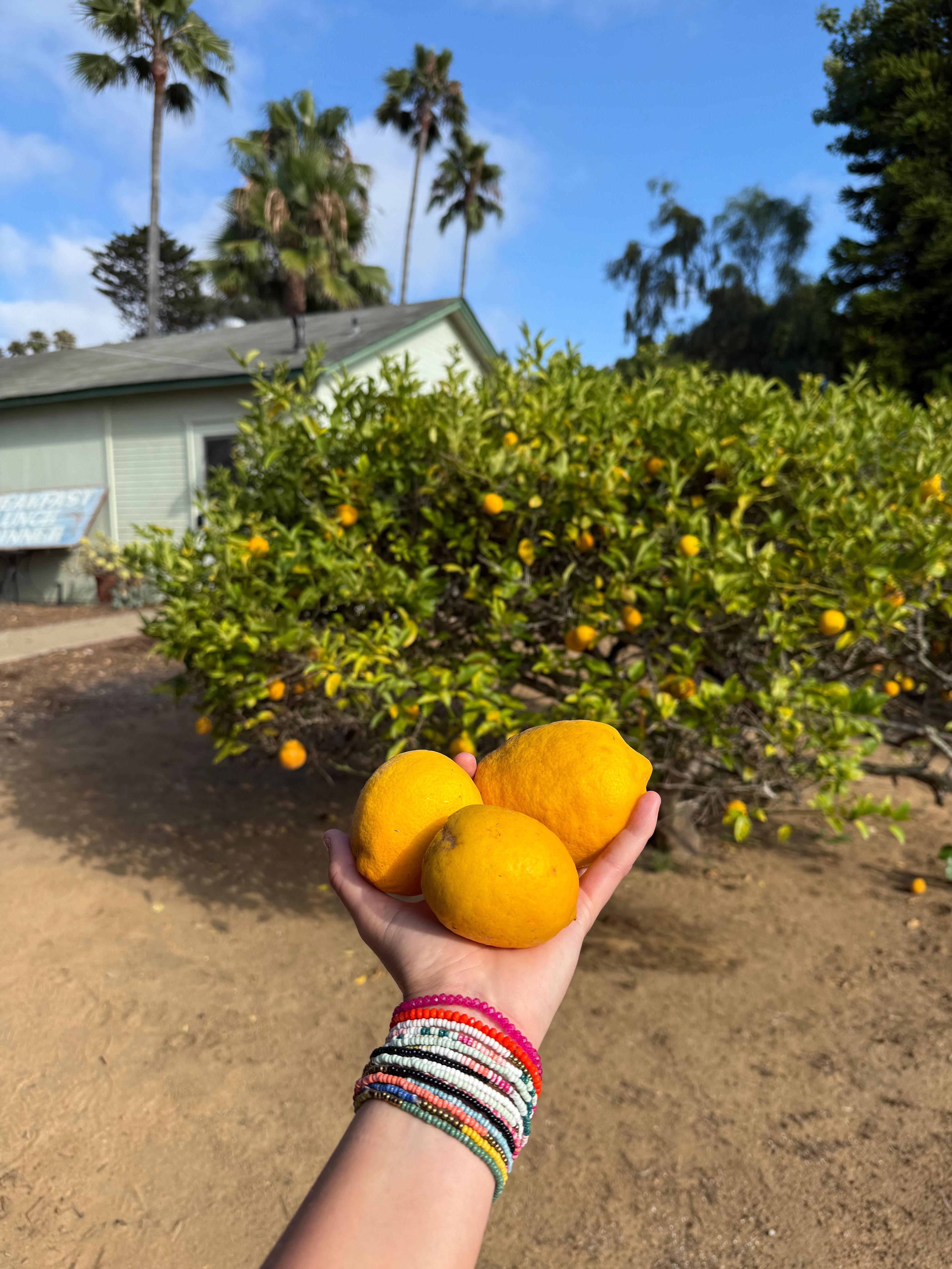 Several fruit trees on property