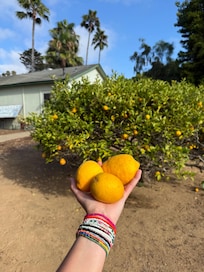 Several fruit trees on property