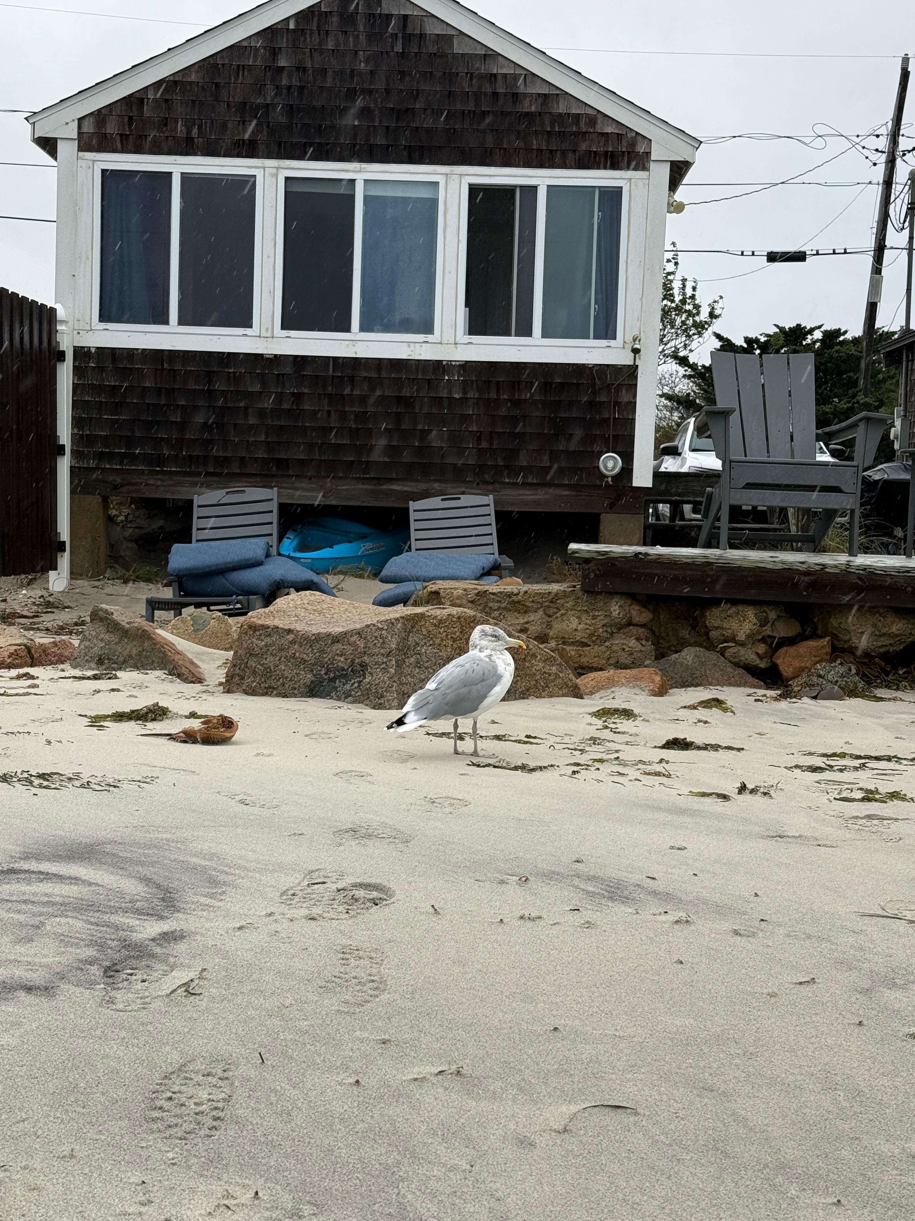 A seagull in front of the cottage.