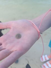 Baby sand dollar on Bird Island.