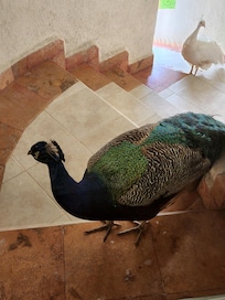 Hermosos pavorreales