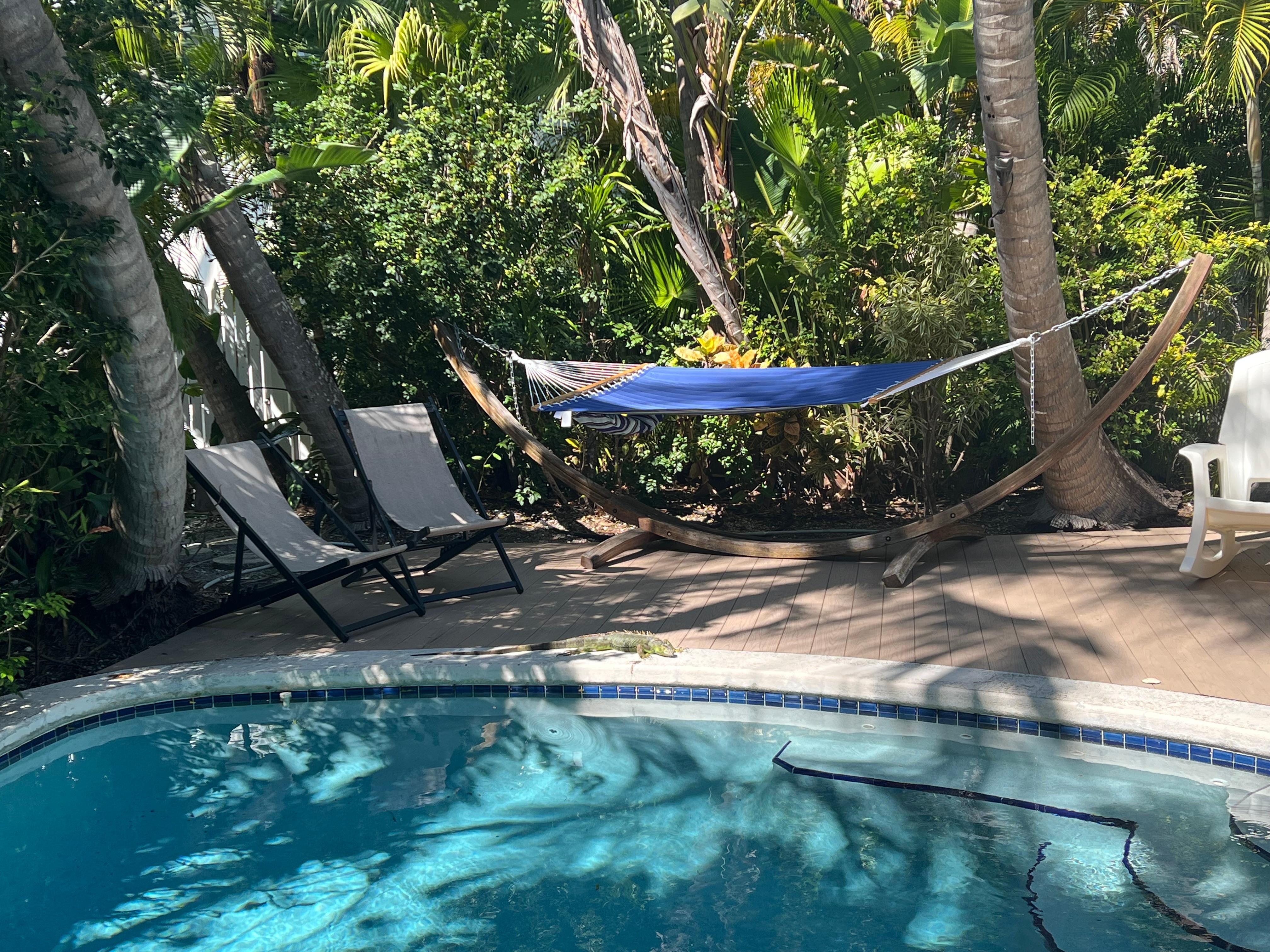An iguana came to visit the pool
