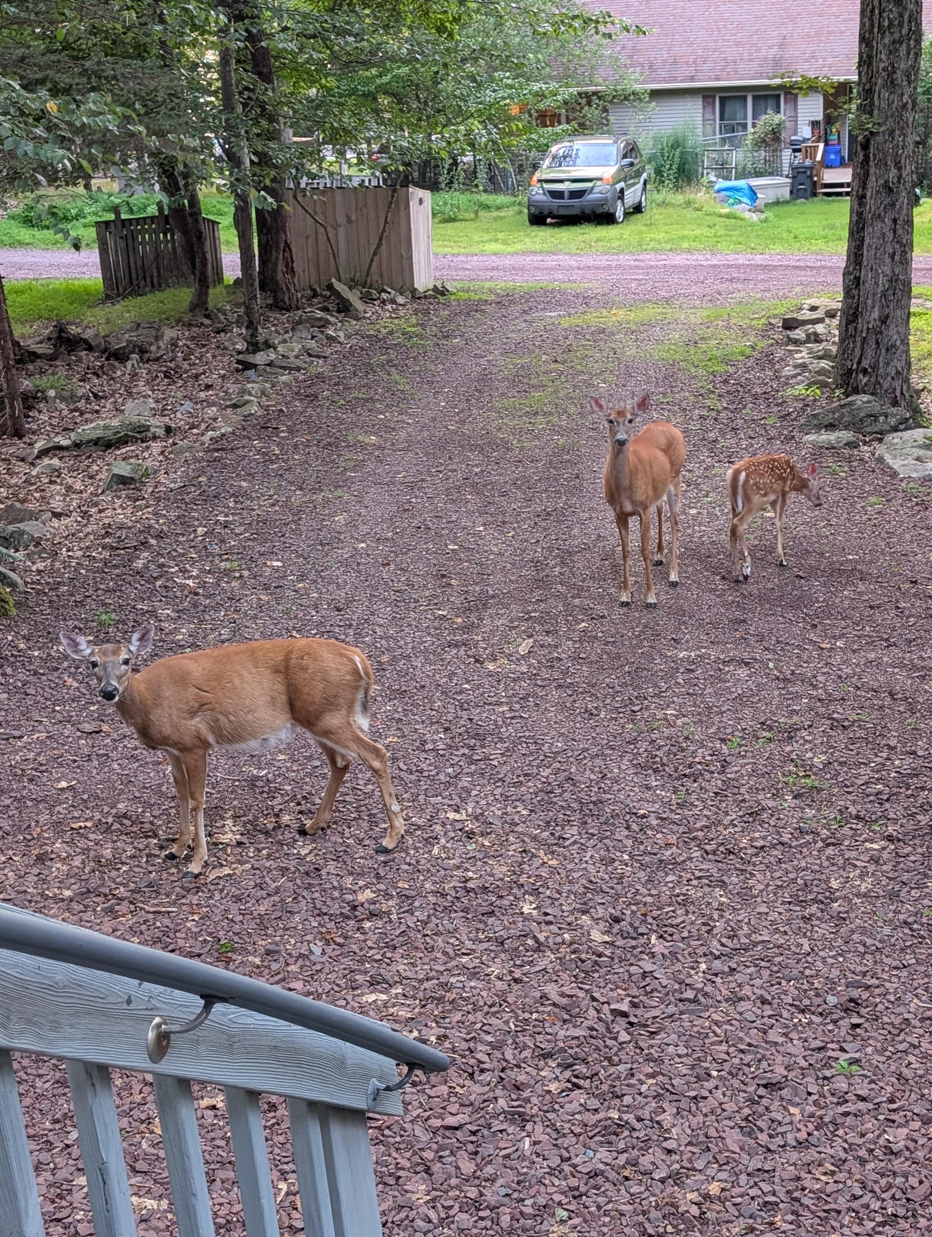 Front yard/driveway guests