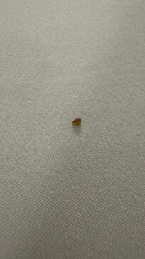 Room 3, smashed bed bug cause I killed it as I freaked out when I saw it on the bed