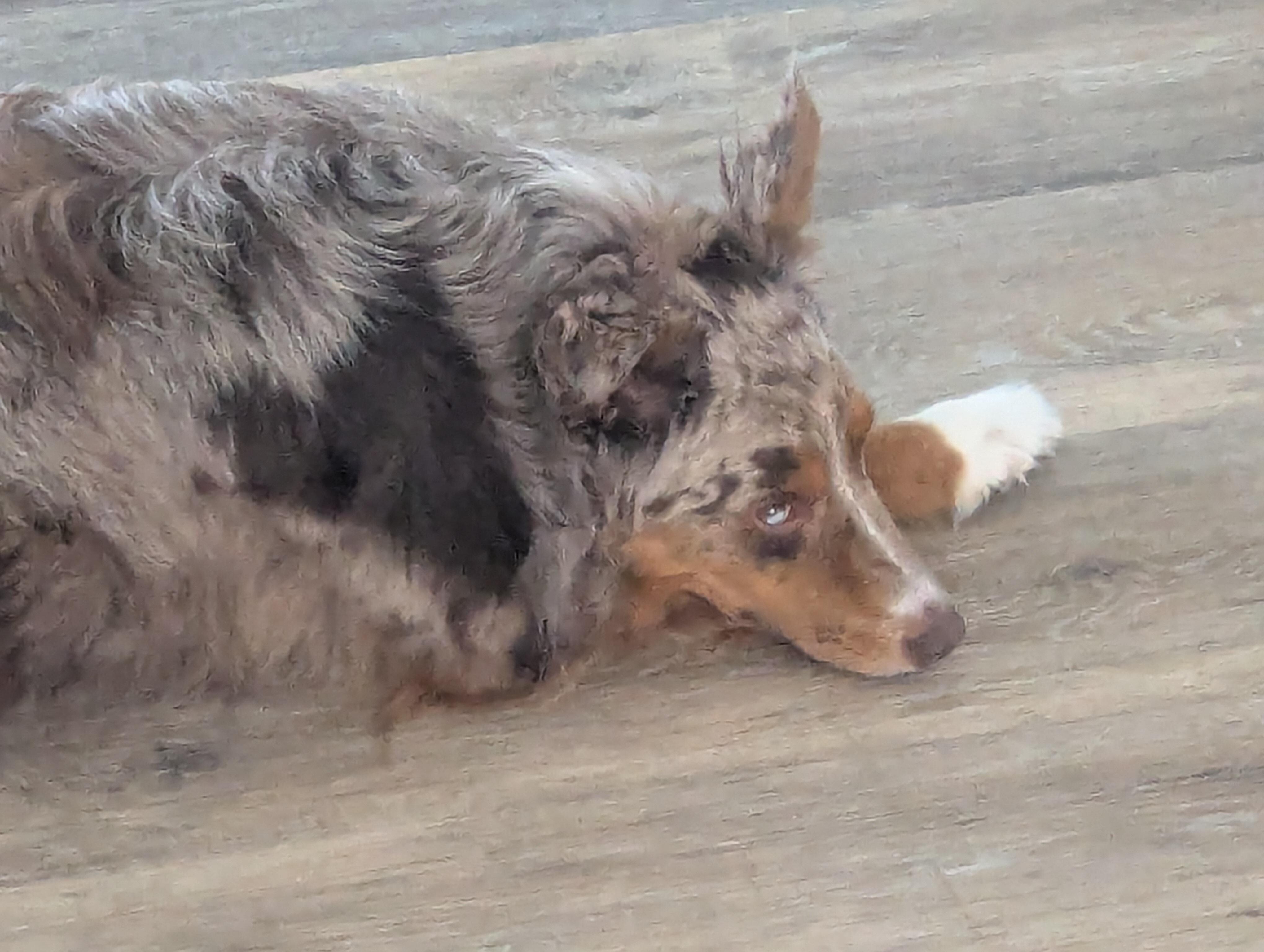 Third dog