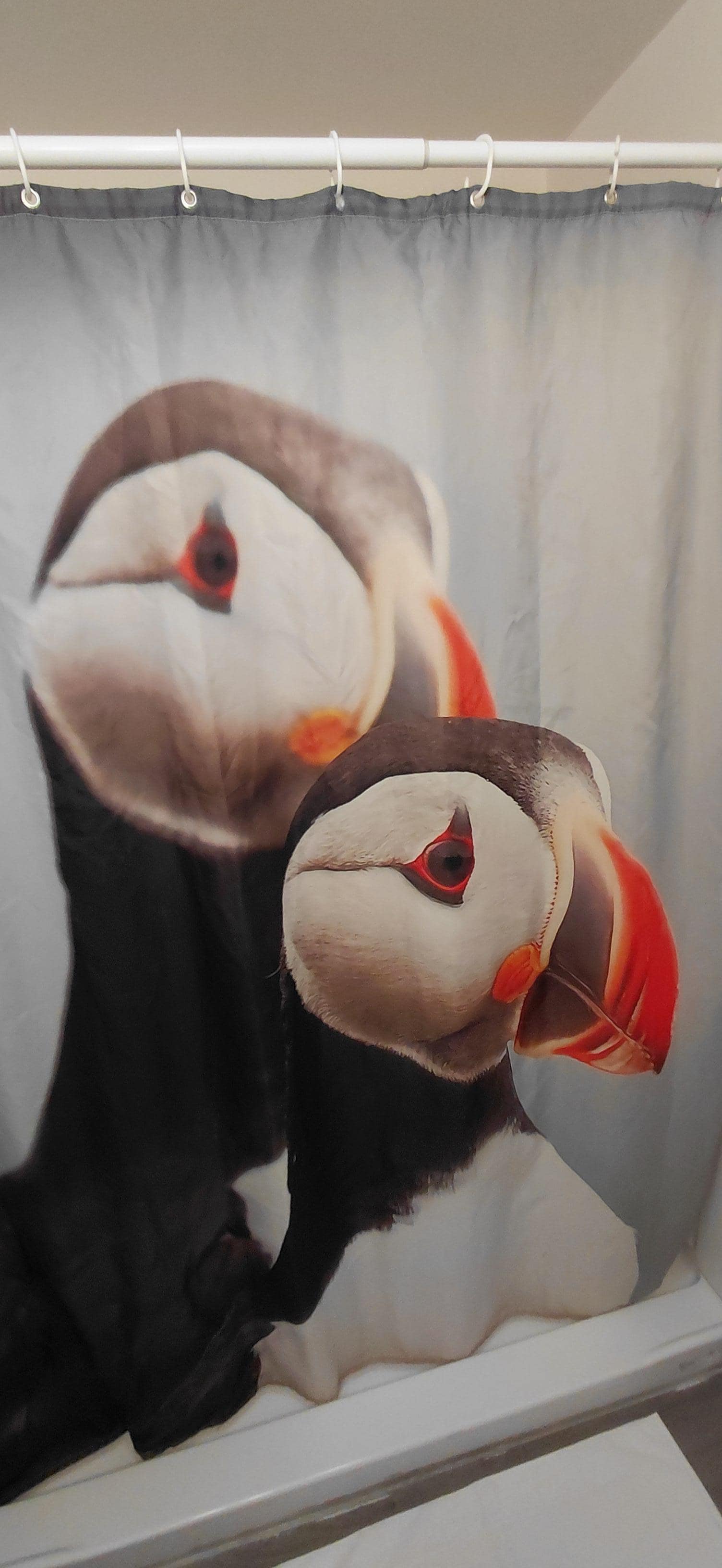 Best shower curtain in the history of shower curtains!