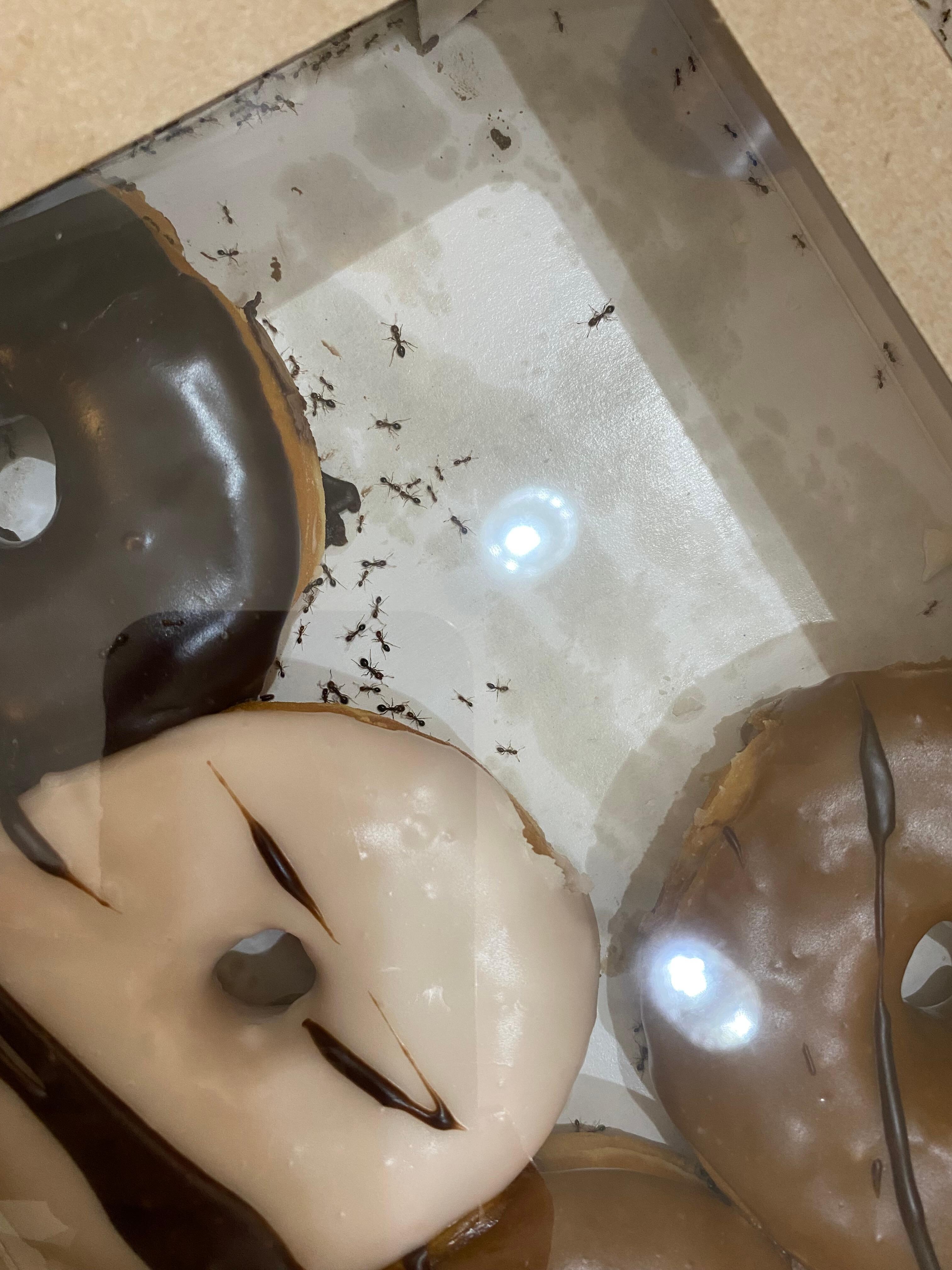 We were at the pool for maybe an hour and a half and came back to this. I leave donuts in their box on my counter at home and have never had this happen.