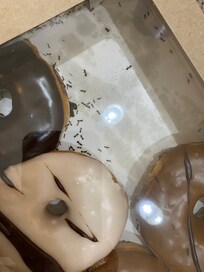 We were at the pool for maybe an hour and a half and came back to this. I leave donuts in their box on my counter at home and have never had this happen.