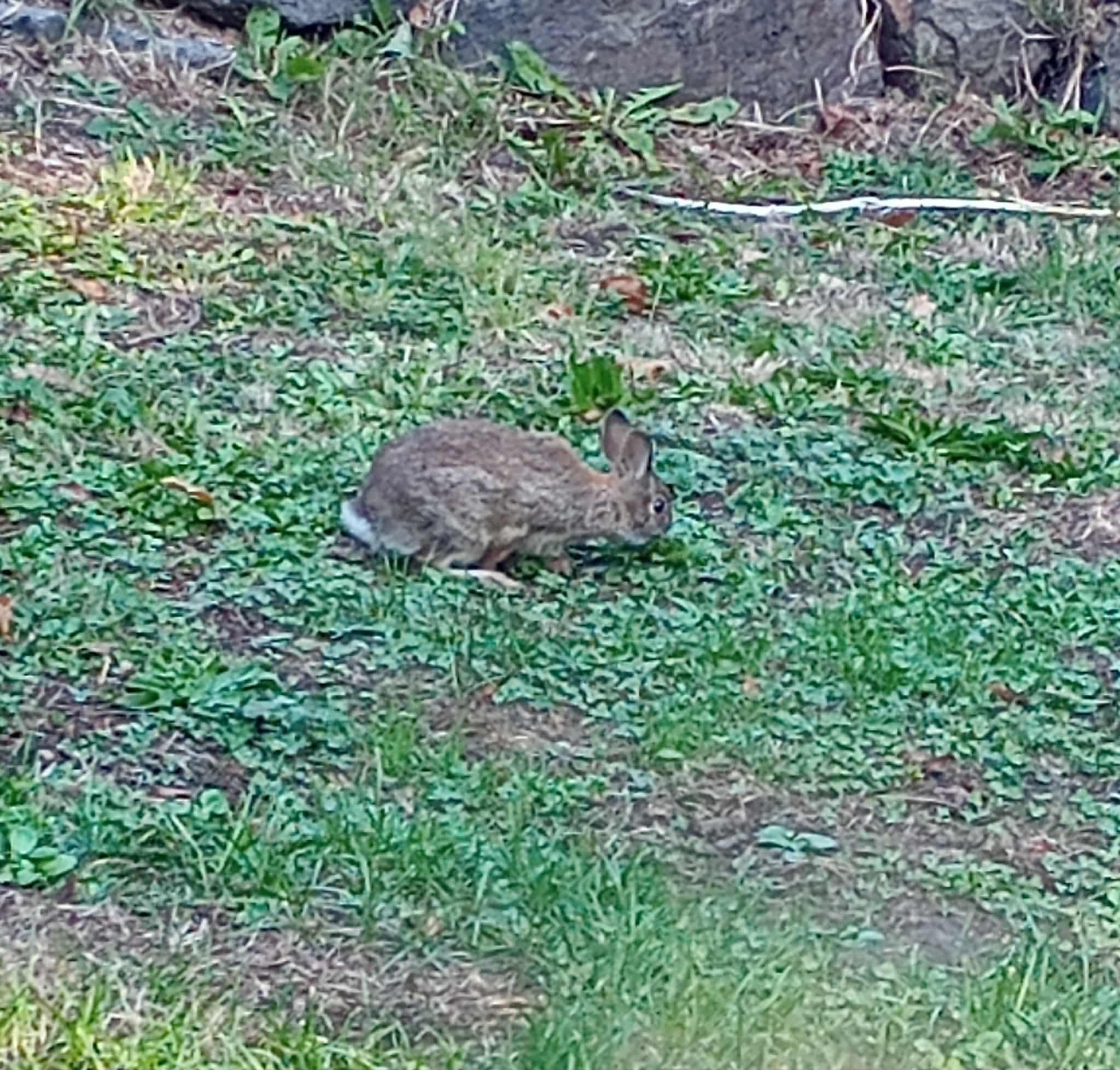 Surprise visitor by our car