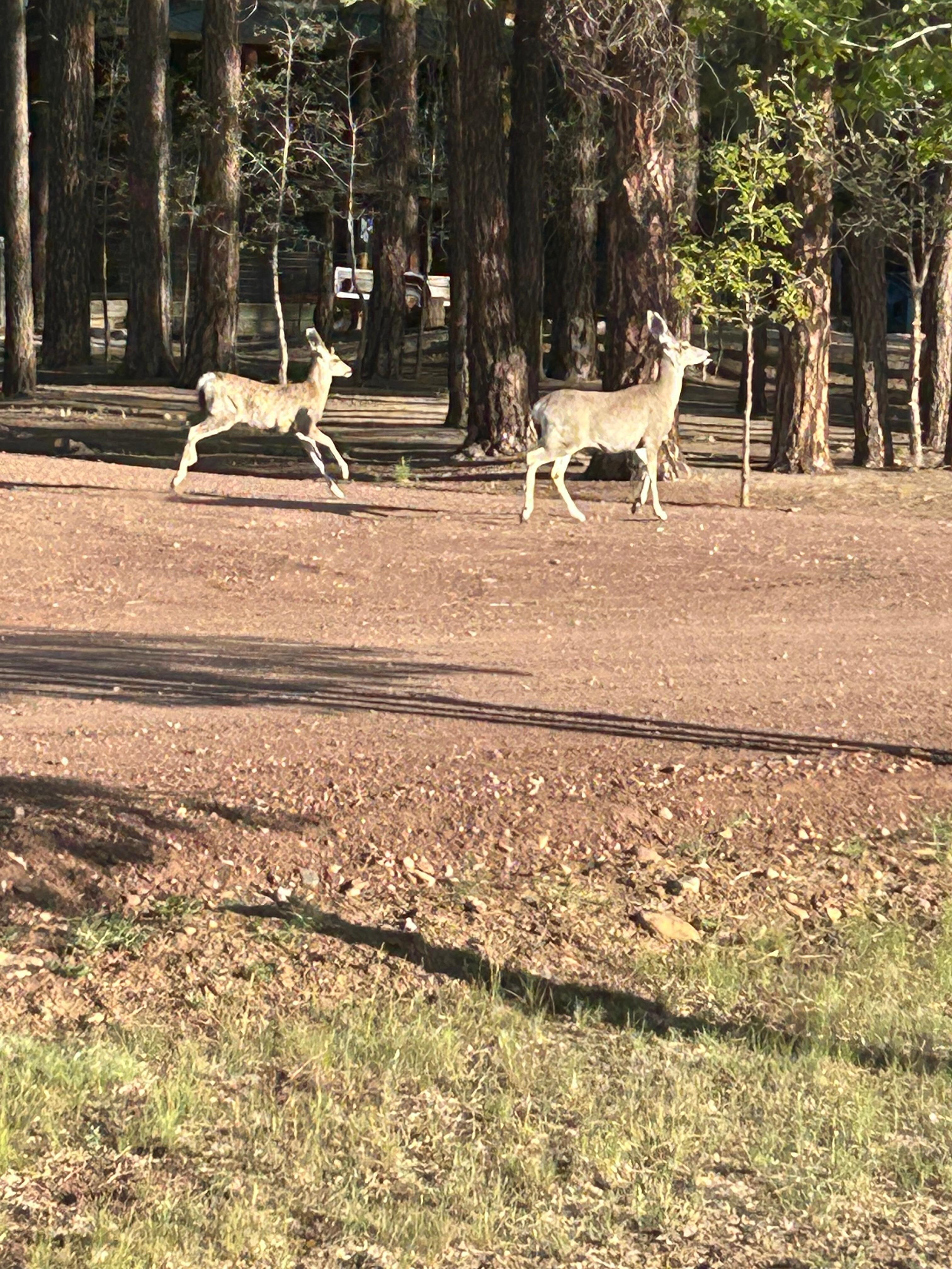 Scampering to the woods. 