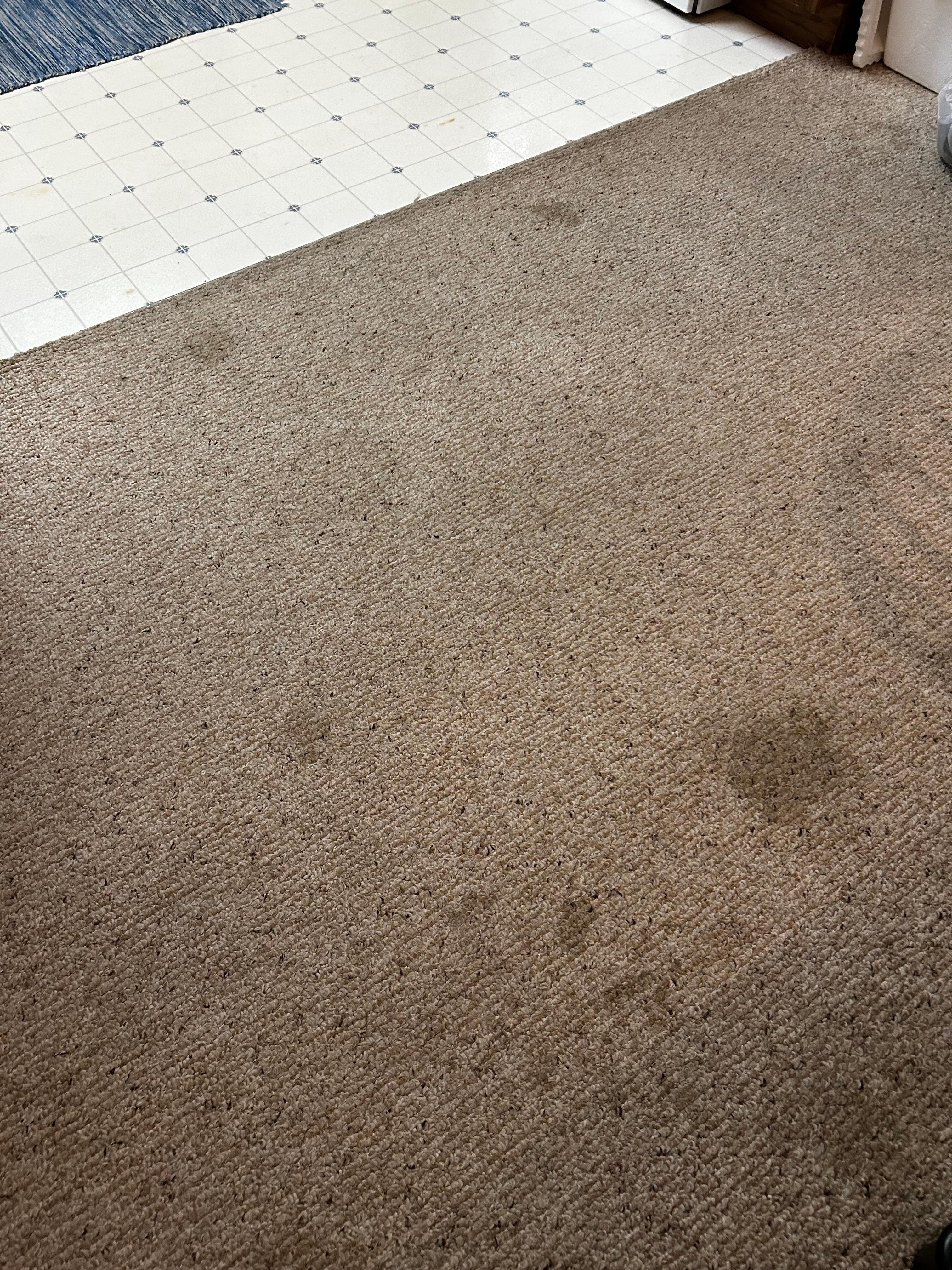 Carpet in dining area