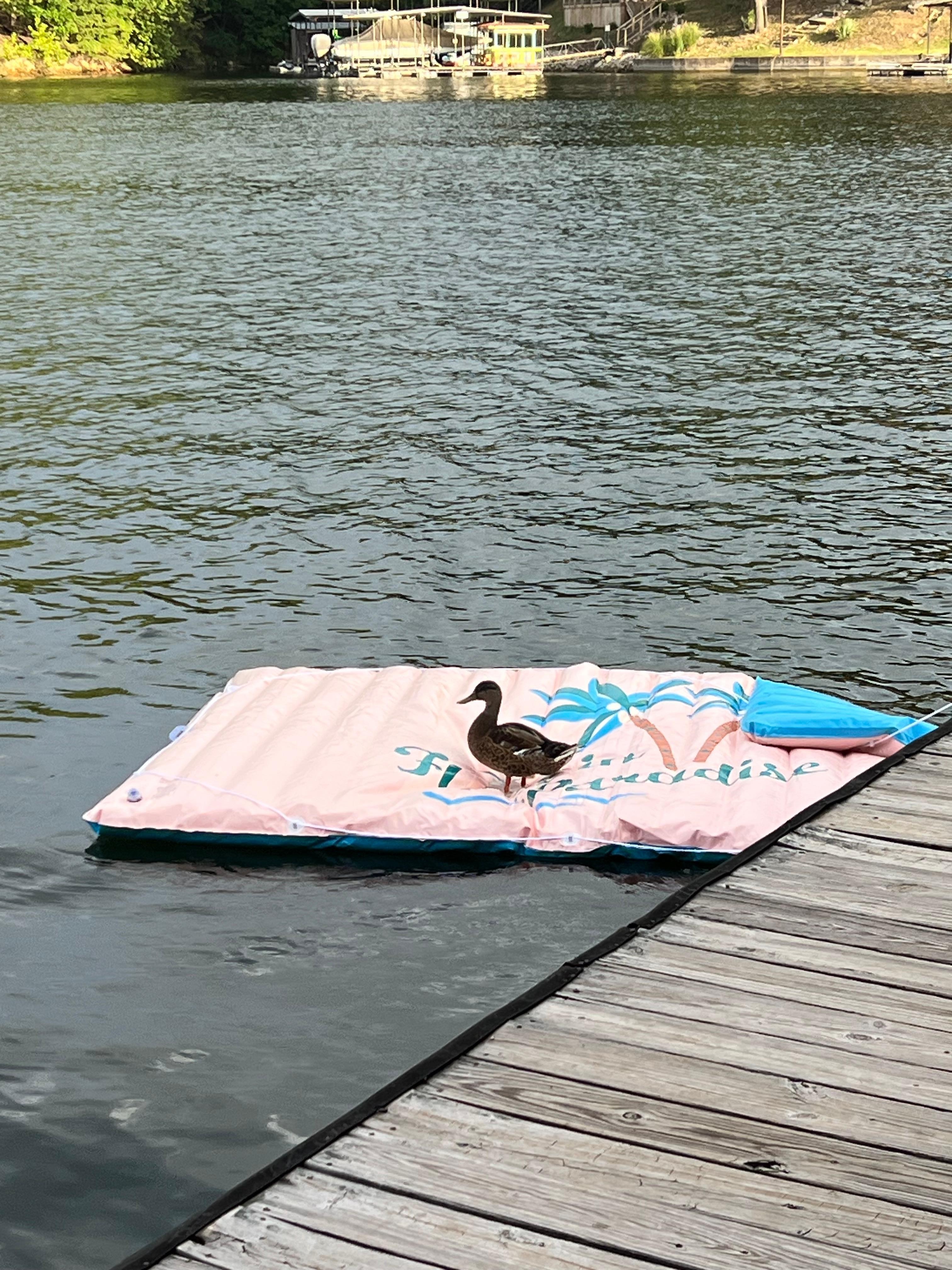 An unexpected guest. 