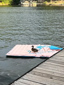 An unexpected guest.