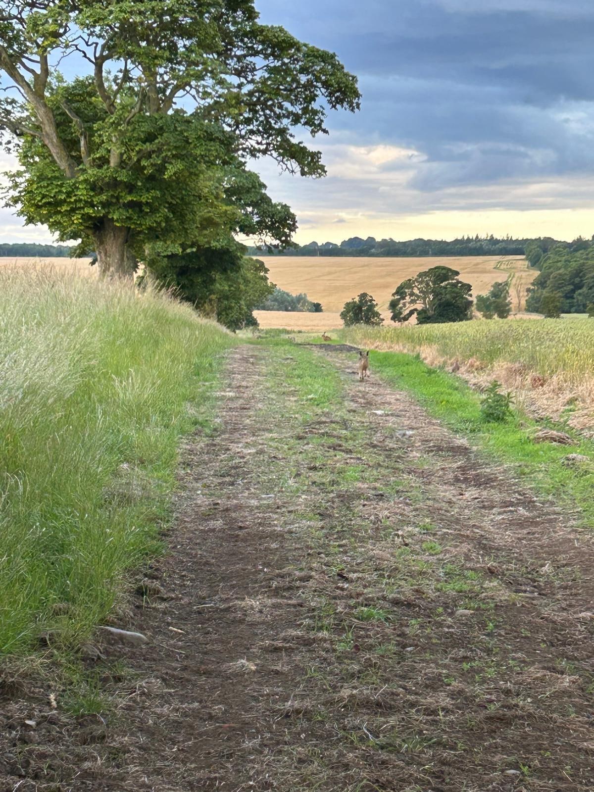 Walk through the fields with wild rabbits. 