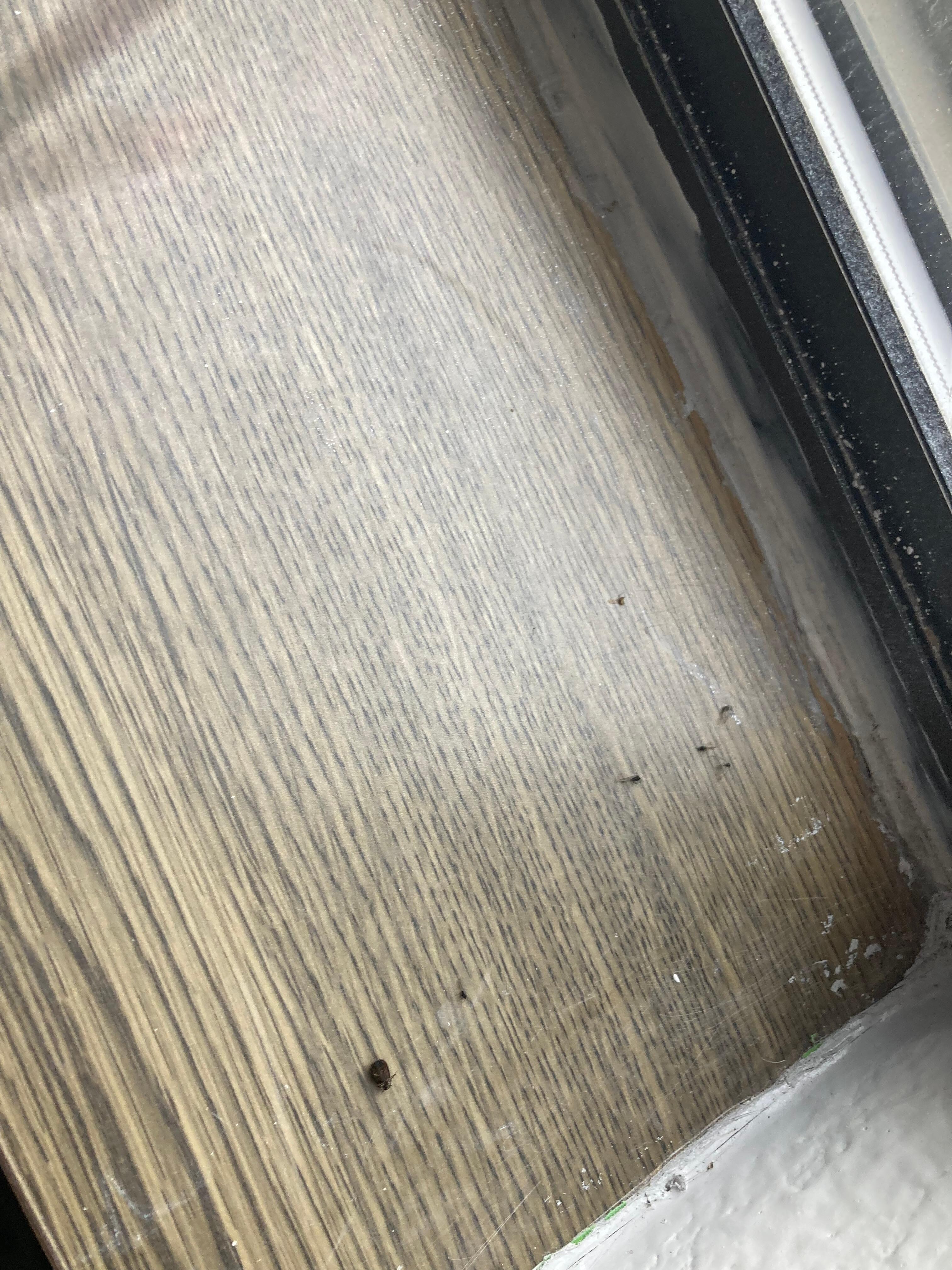 Dead bugs on windowsill 