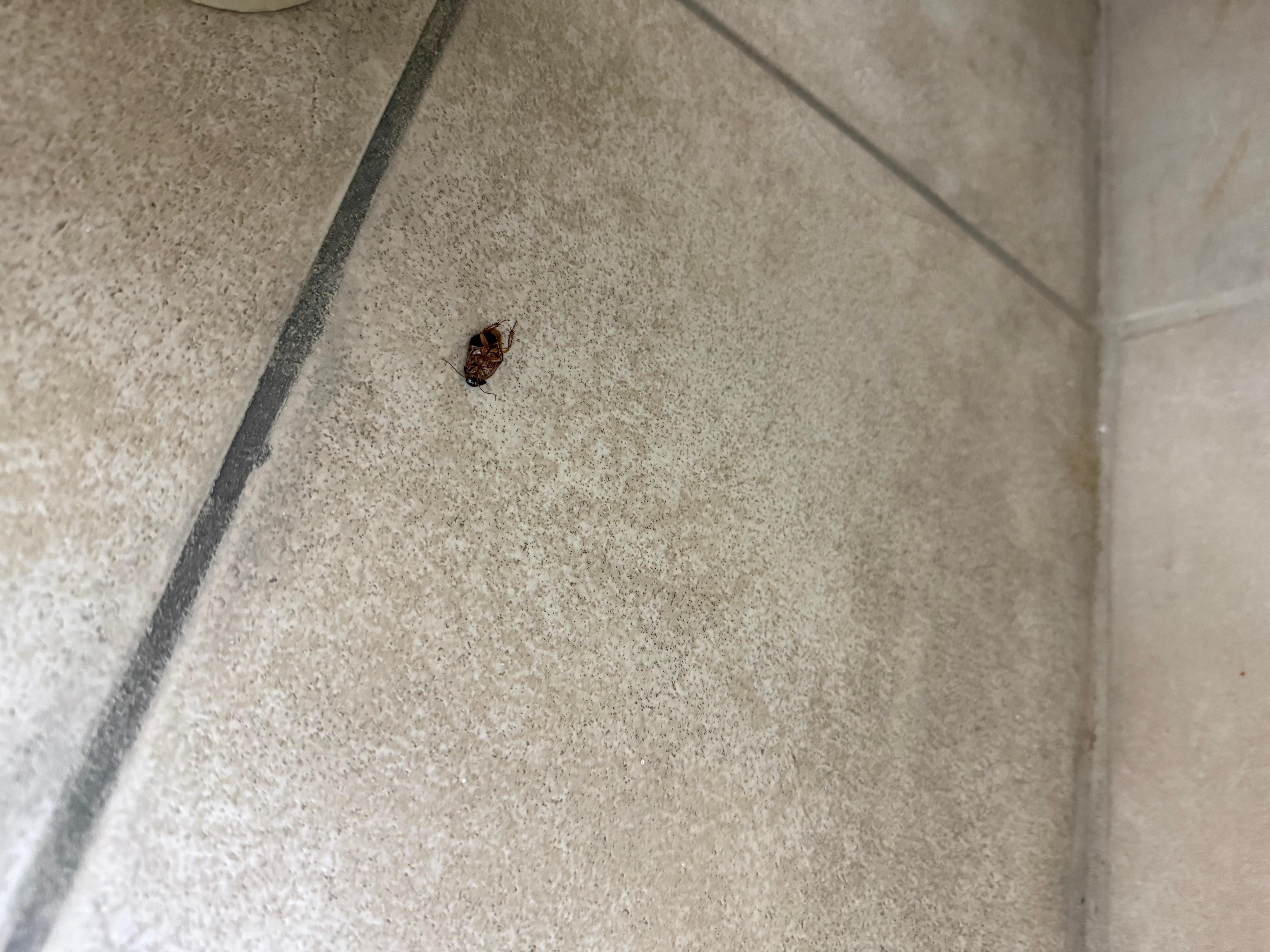 Dead cockroach 