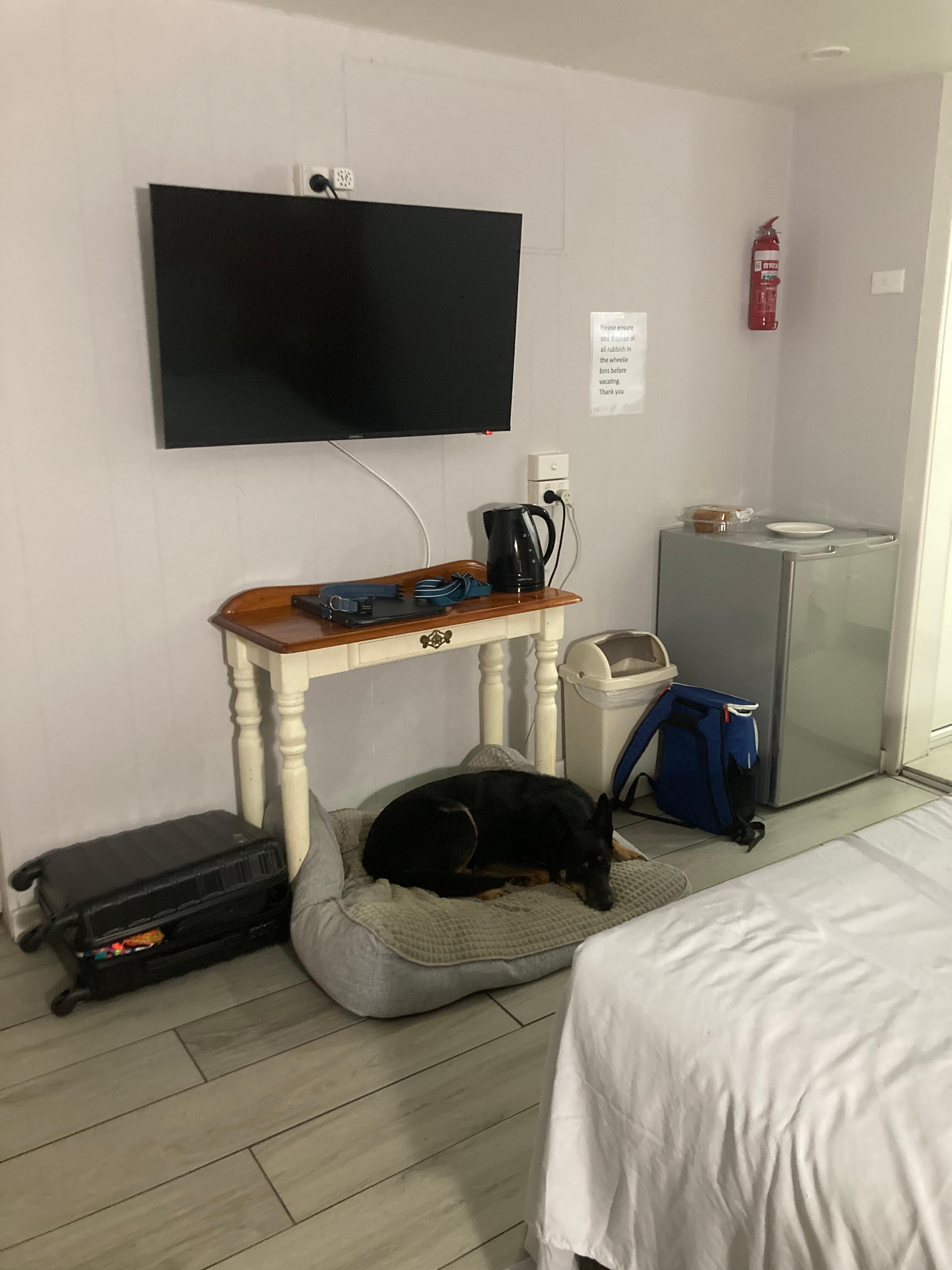 Roy the kelpie happy with his spot. 