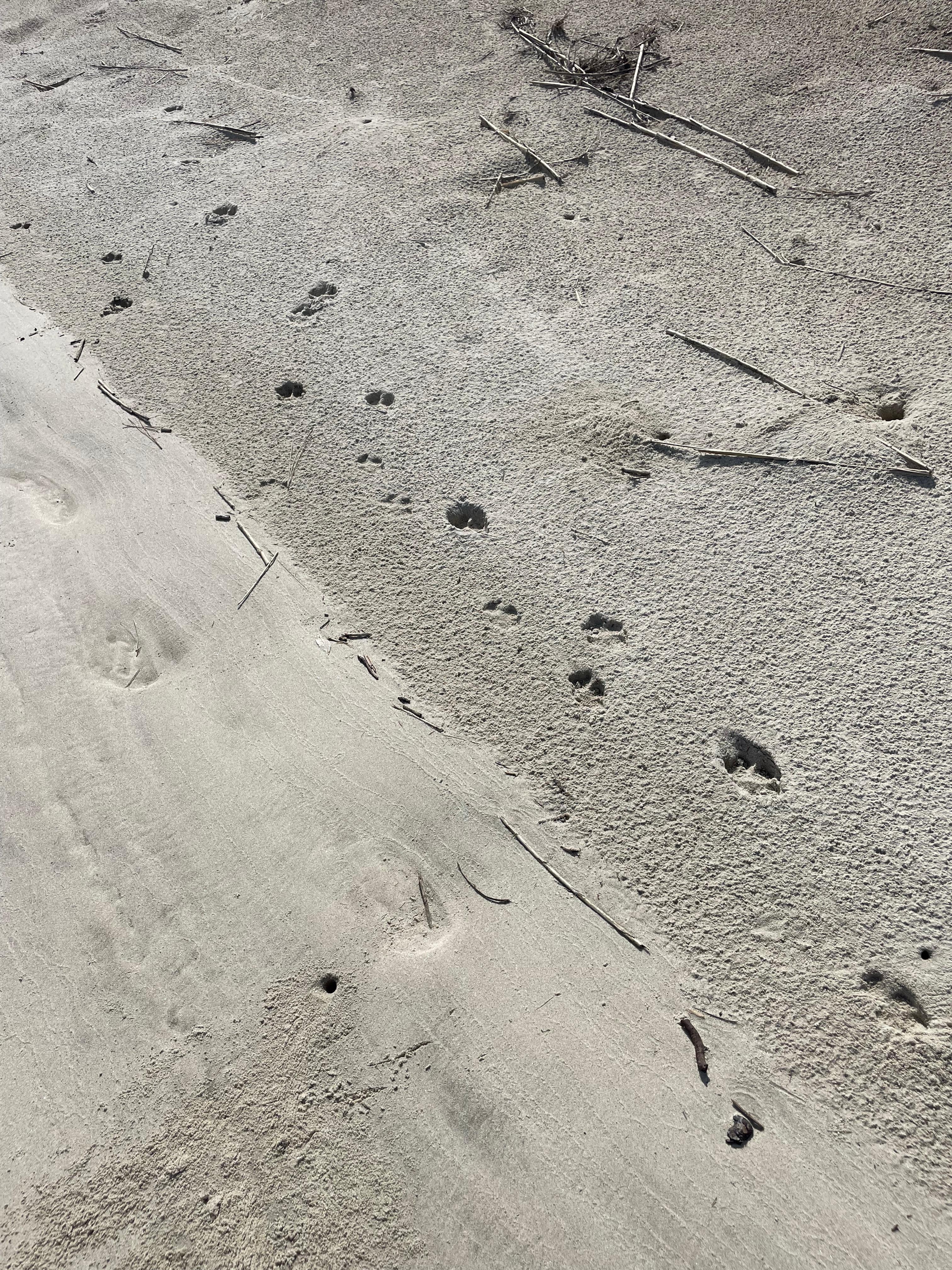 Bobcat tracks at Captain Sam’s Spit