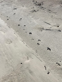 Bobcat tracks at Captain Sam’s Spit