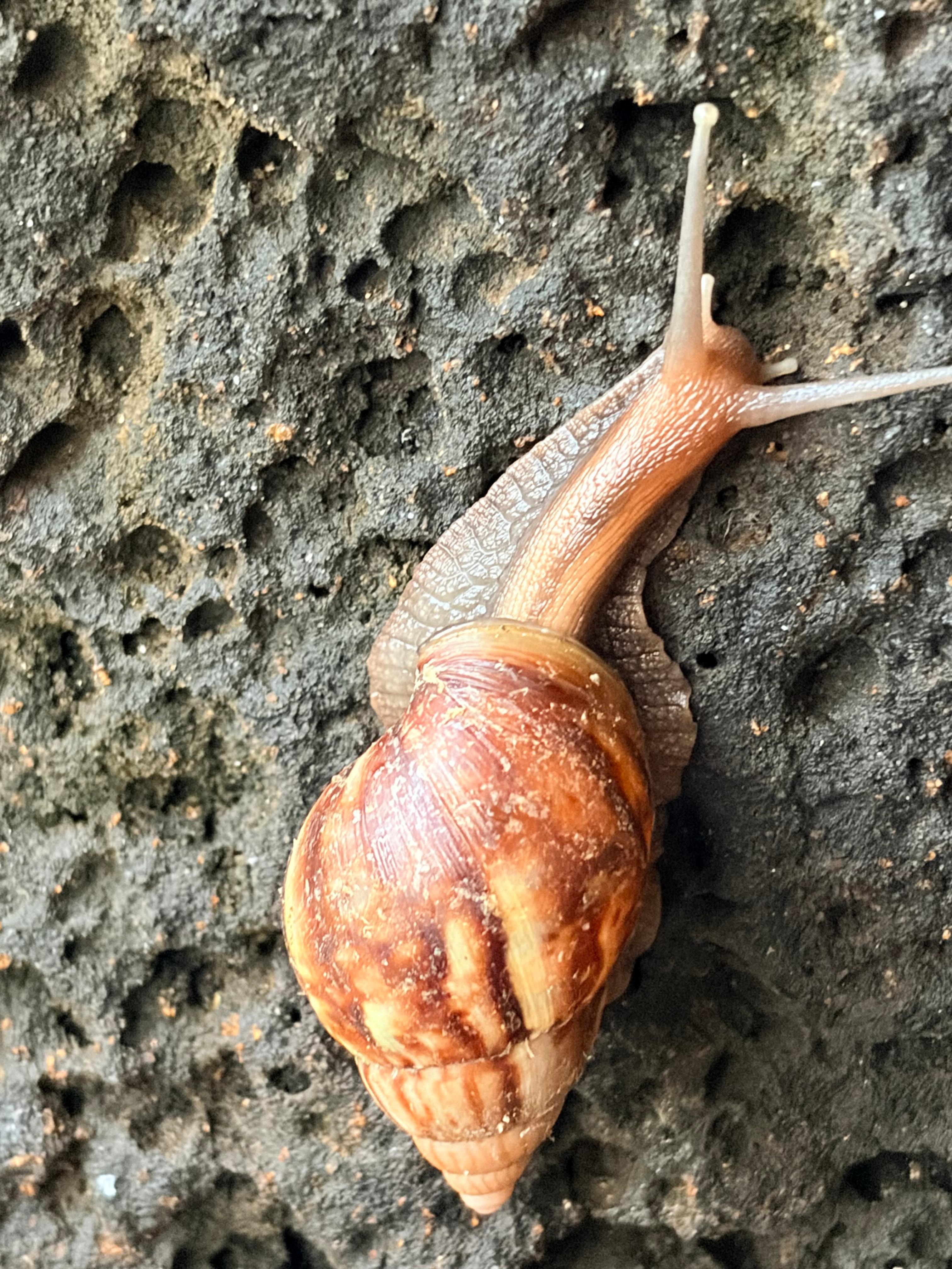 Snail at the house 