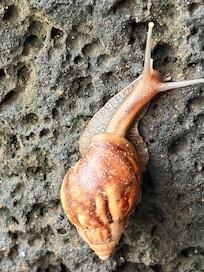 Snail at the house
