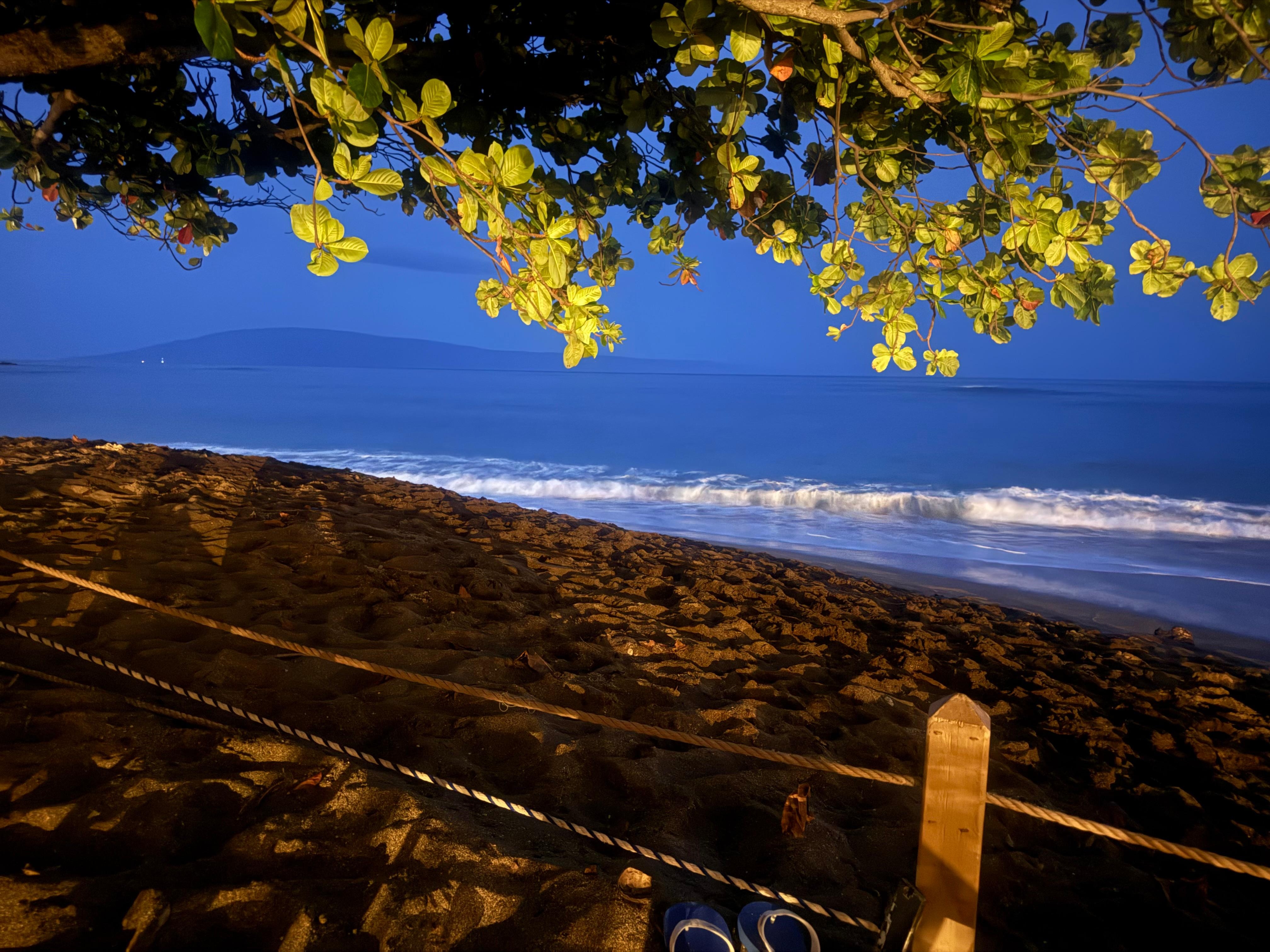 Rainy night in the shelter of the tree.