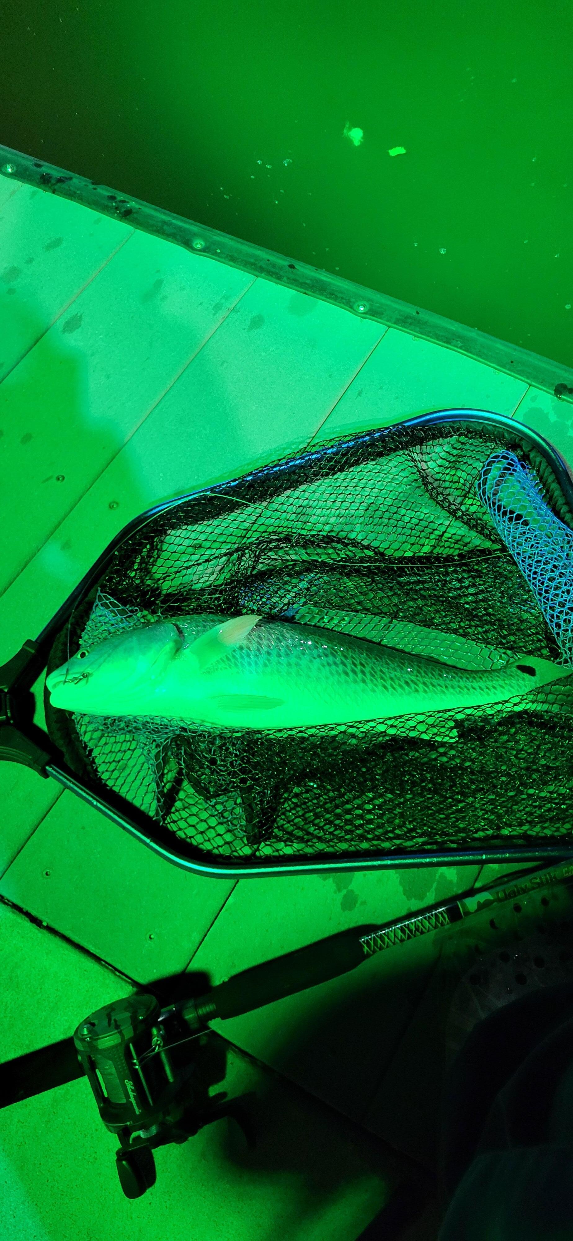Caught a red drum right outside the door. 