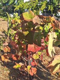 Vines at the quinta - lots of hectares to stroll through!