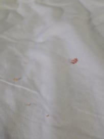Crumbs in the bed. Like chips.