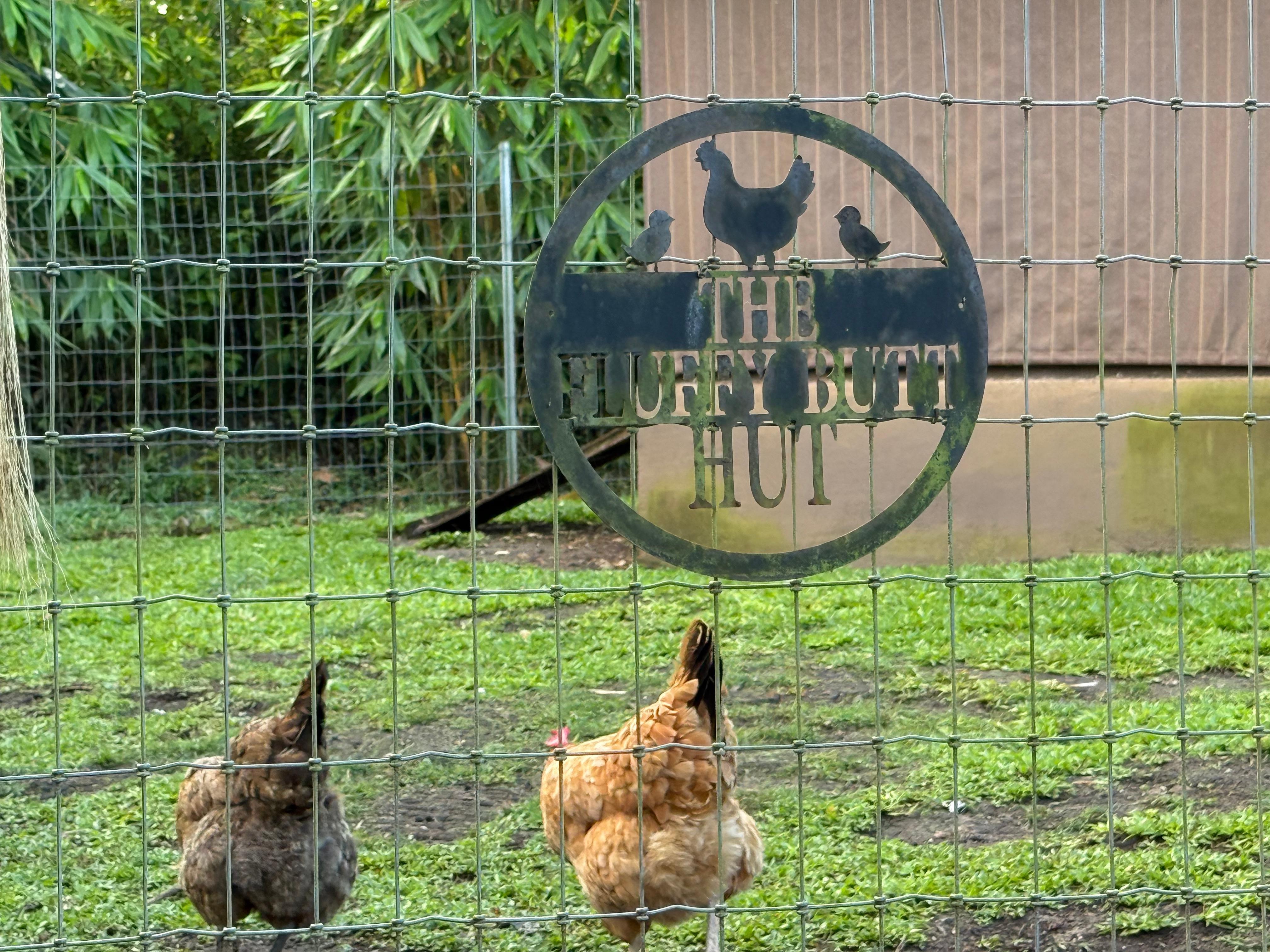 Loved the chickens and roosters! 