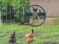 Loved the chickens and roosters!