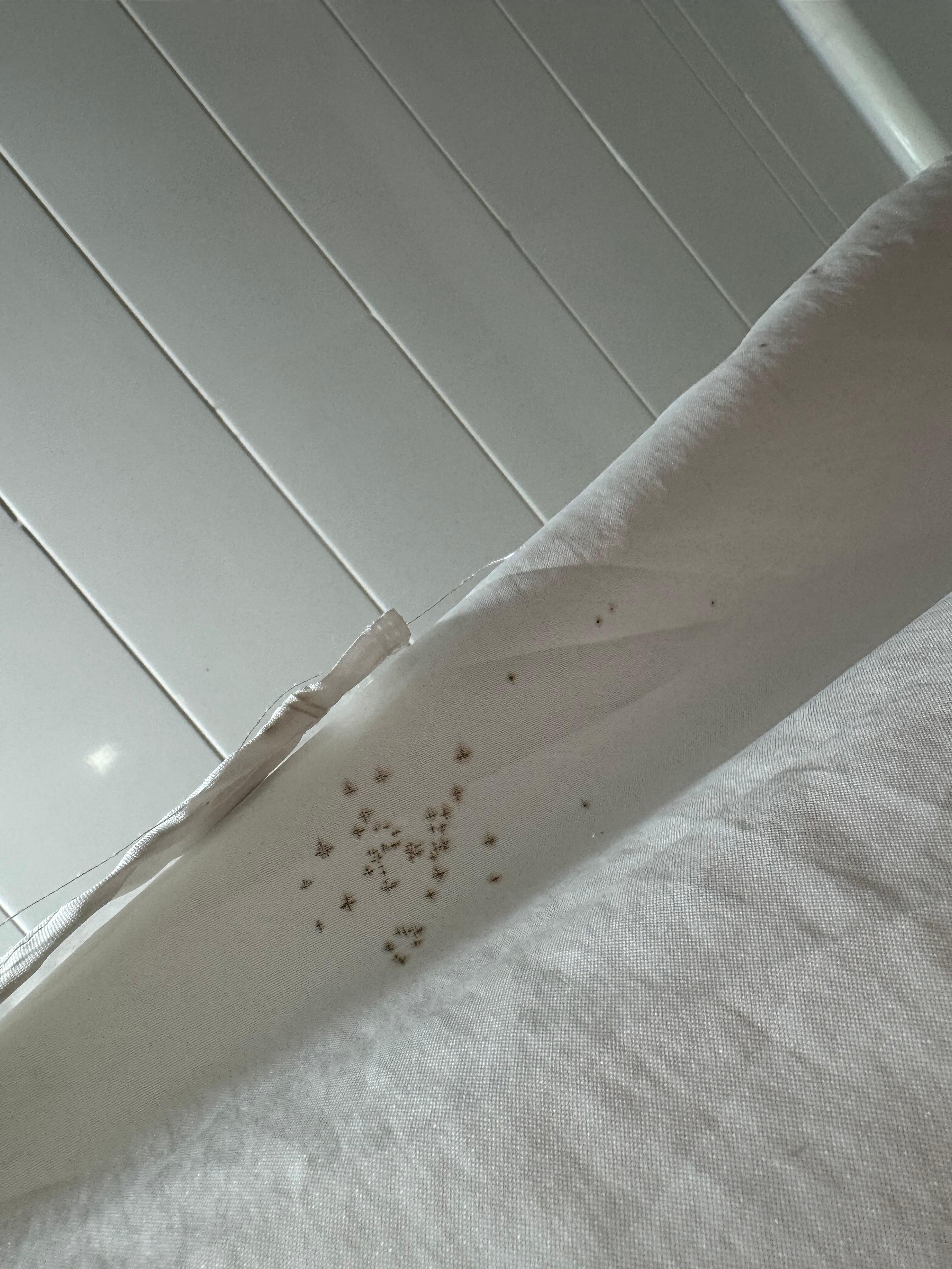 Possible black mold on the shower curtain. 