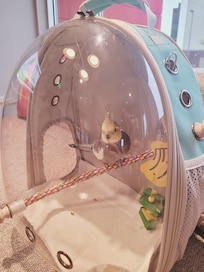 Our bird was very content when we were in the lobby. The staff was amazing