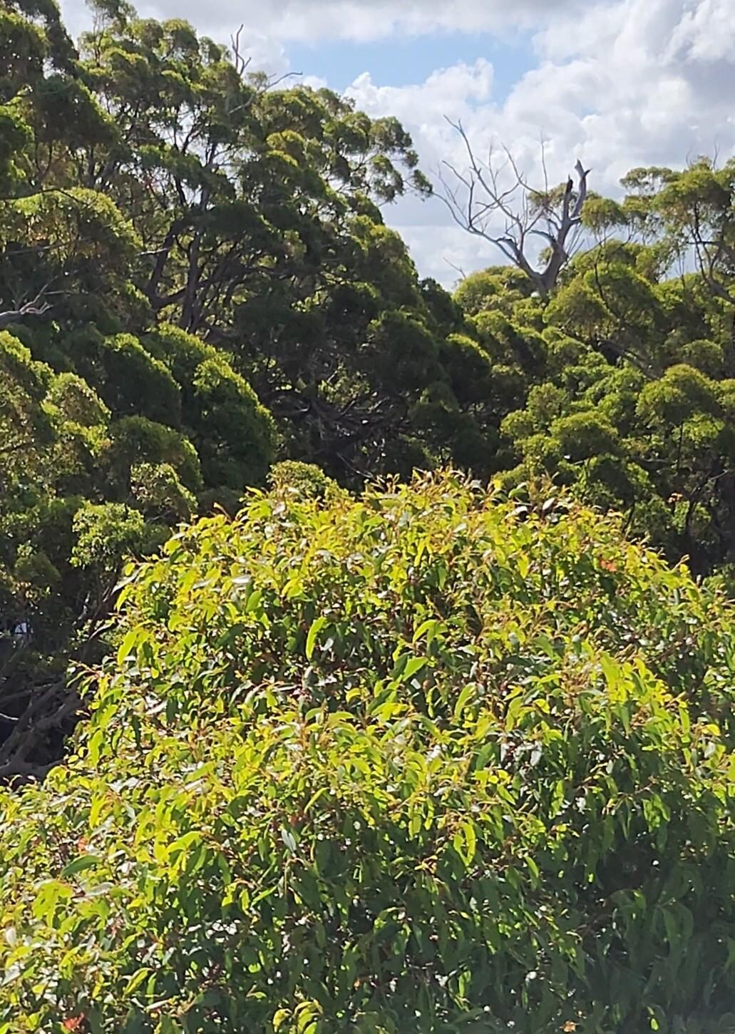 Valley of the Giants