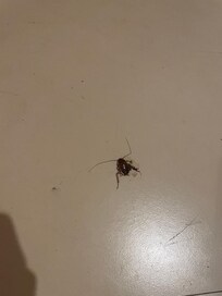 « Animal de compagnie » mort