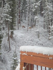 Elk across the river view from kitchen table window.
