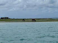 Gores on Shackleford Banks