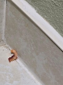 Food or some other debris beside the toilet.