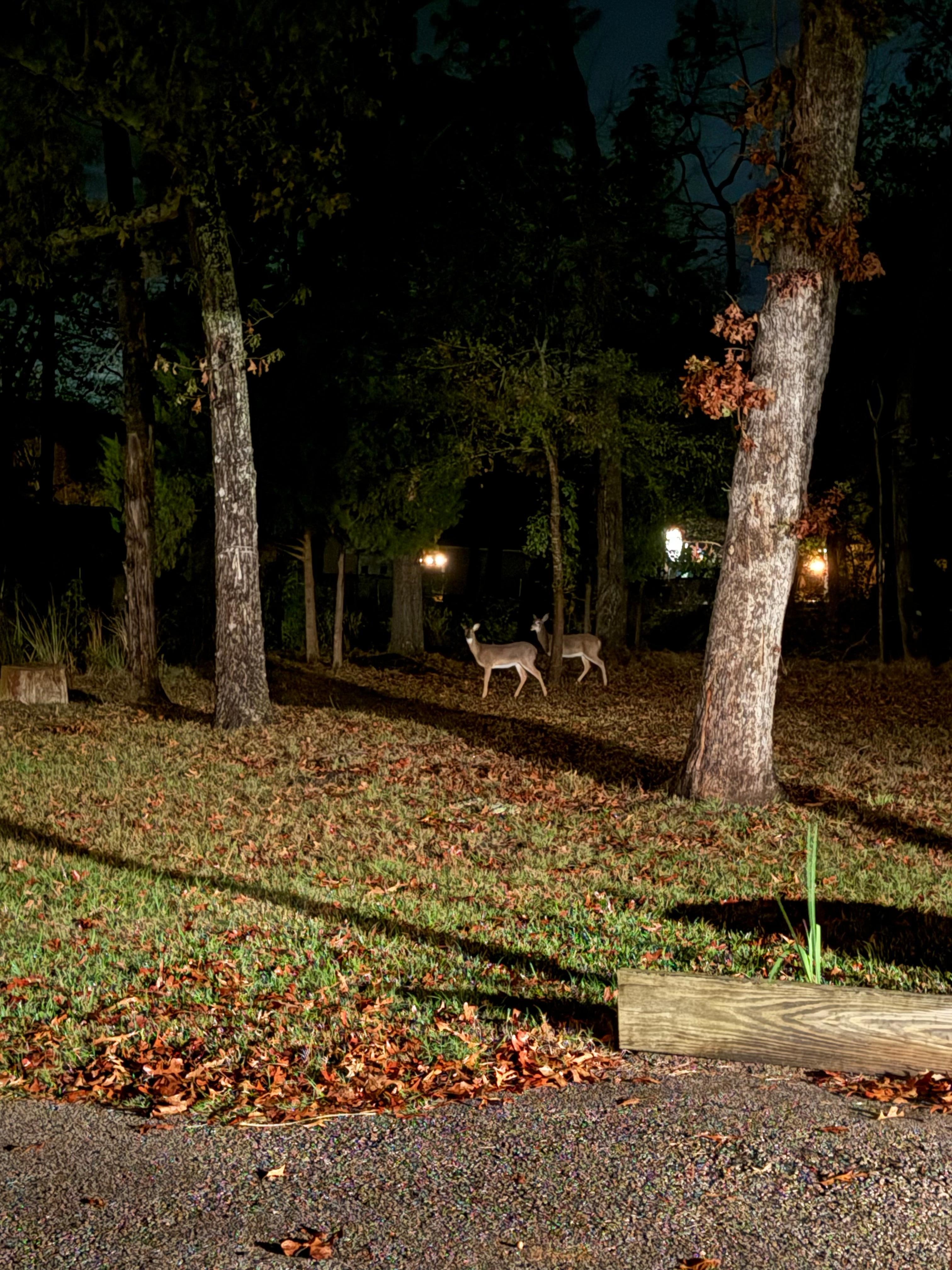 Nightly deer visits 