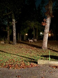 Nightly deer visits
