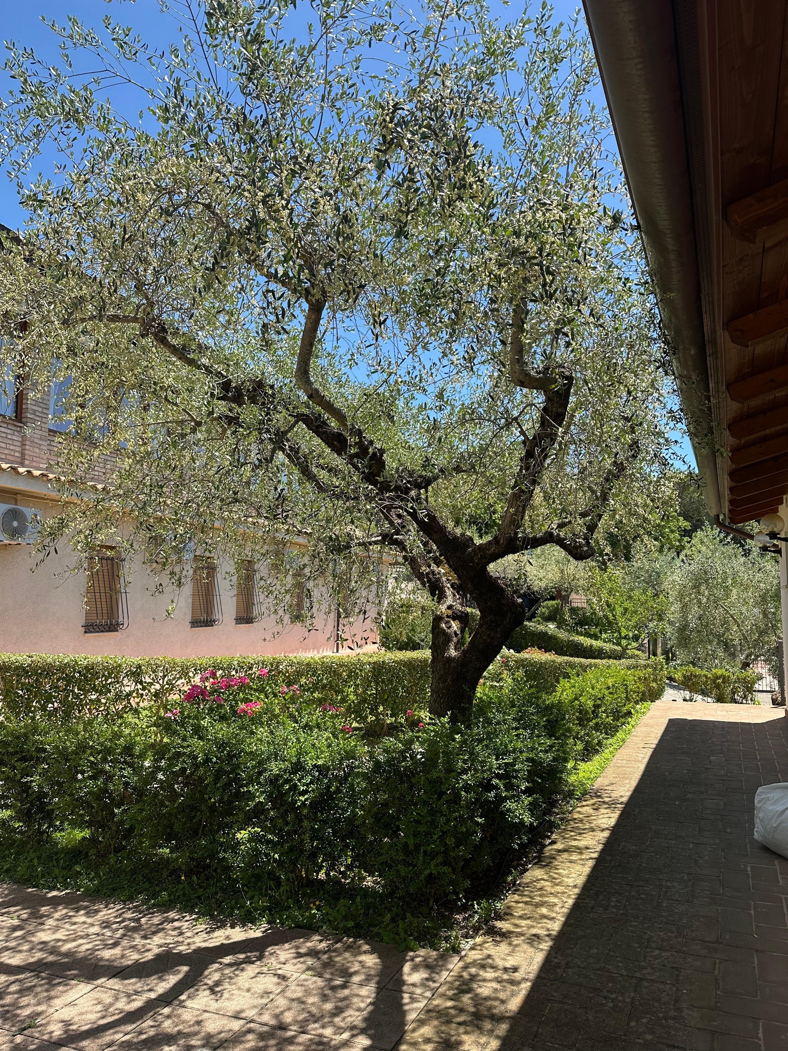Olive tree by our room