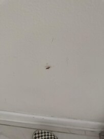 Roach on a wall by kitchen
