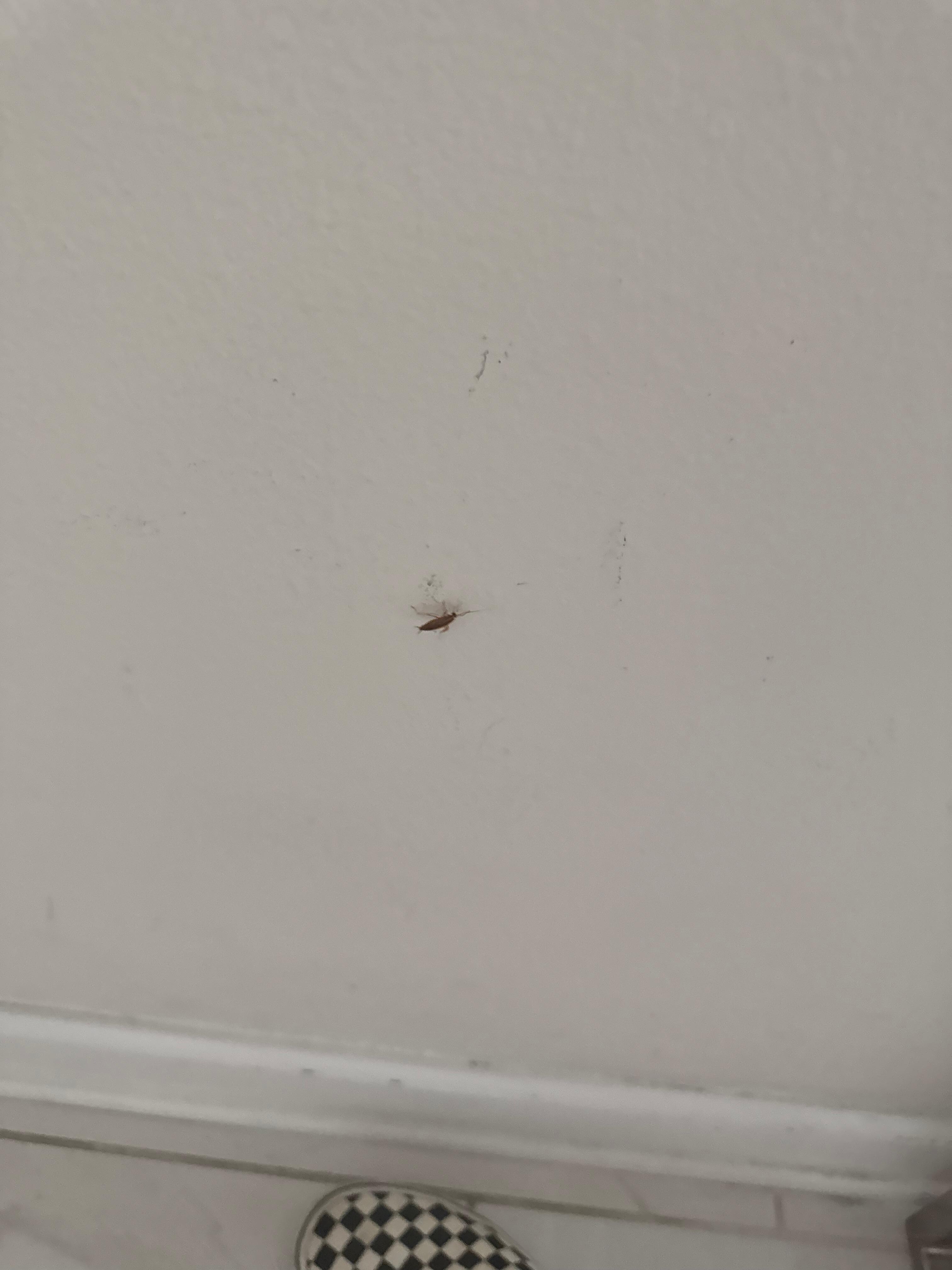 Roach on a wall by kitchen 