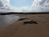 Shipwreck beach Seals resting