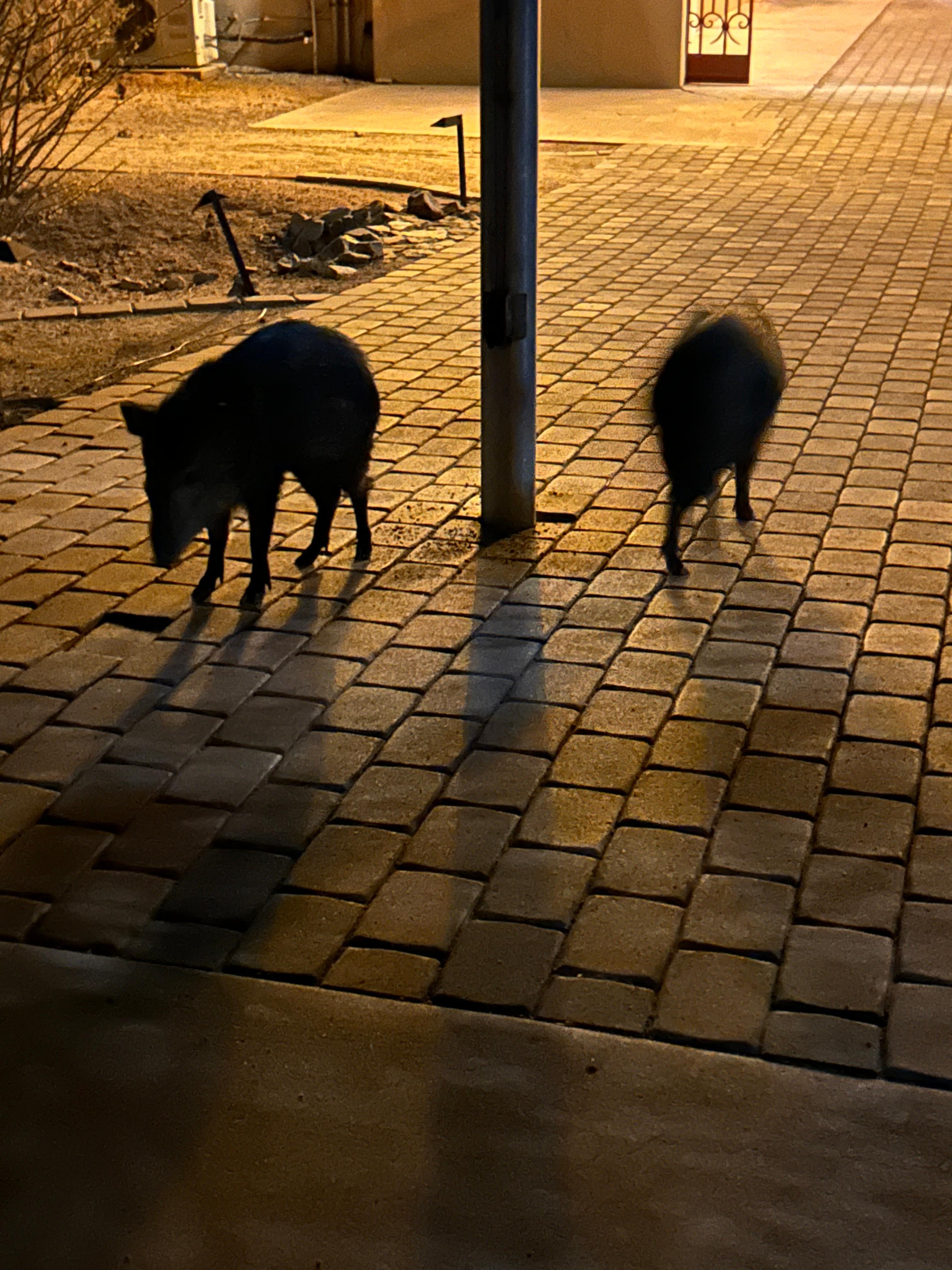 These little guys greeted me Saturday evening at 8:00pm! 