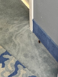 Cockroaches everywhere